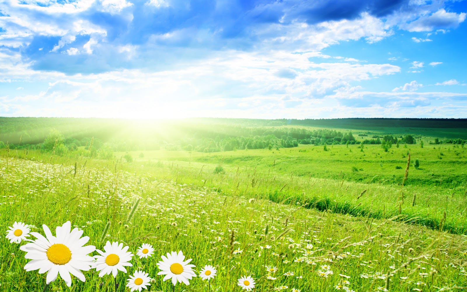 Spring Nature FREE WALLPAPERS