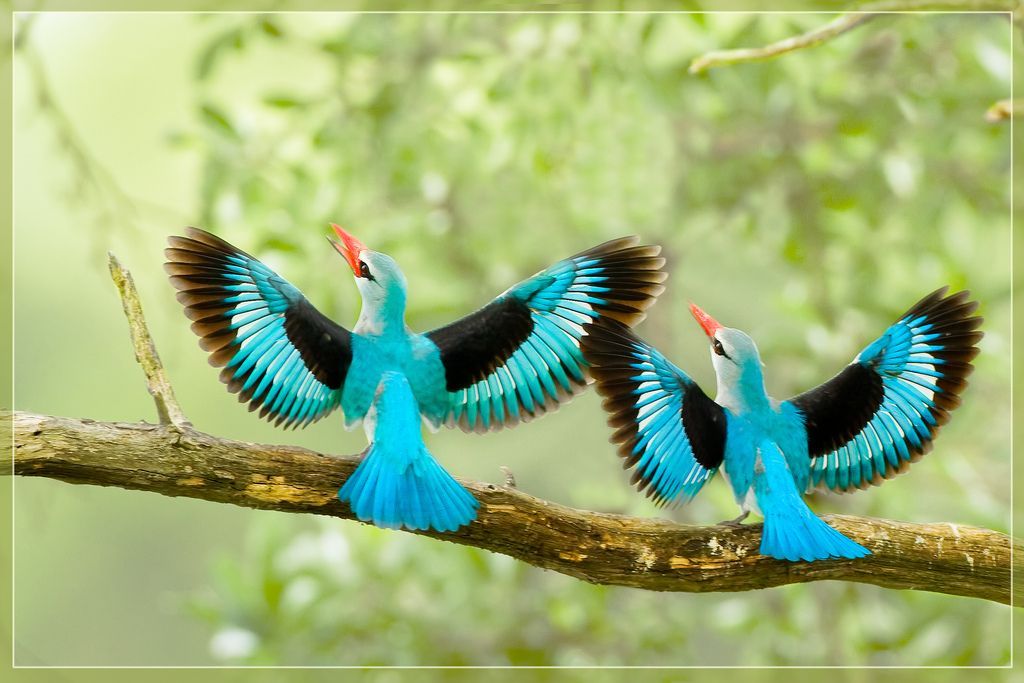 Image Of Beautiful Birds Wallpaper