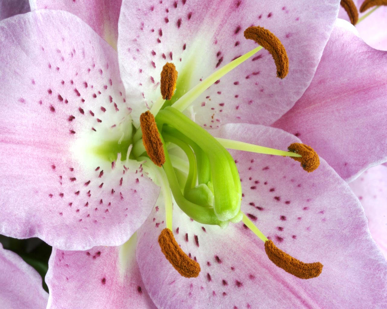 Lily Flower Wallpaper Pink