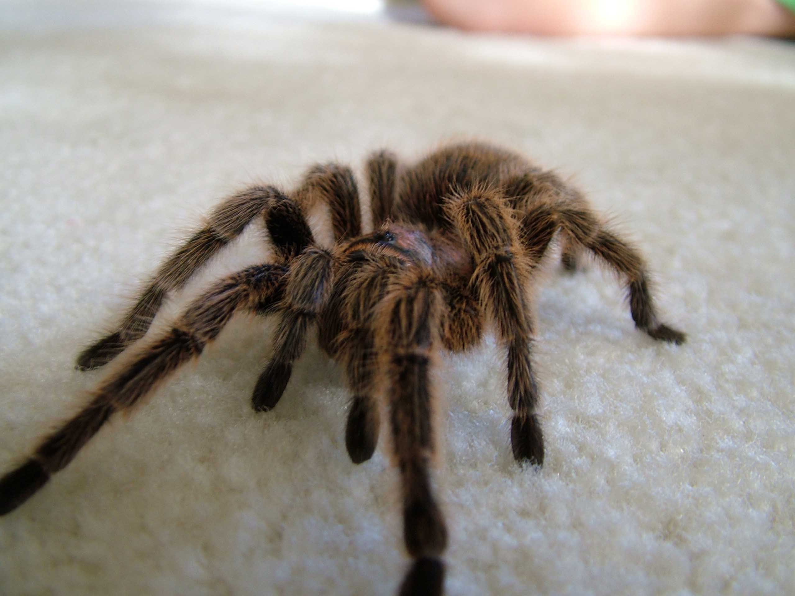 Scary Spider Moving HD Wallpaper Daily Background In