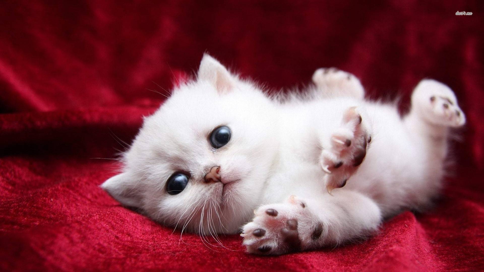 Super Cute White Kitty Cats Wallpaper