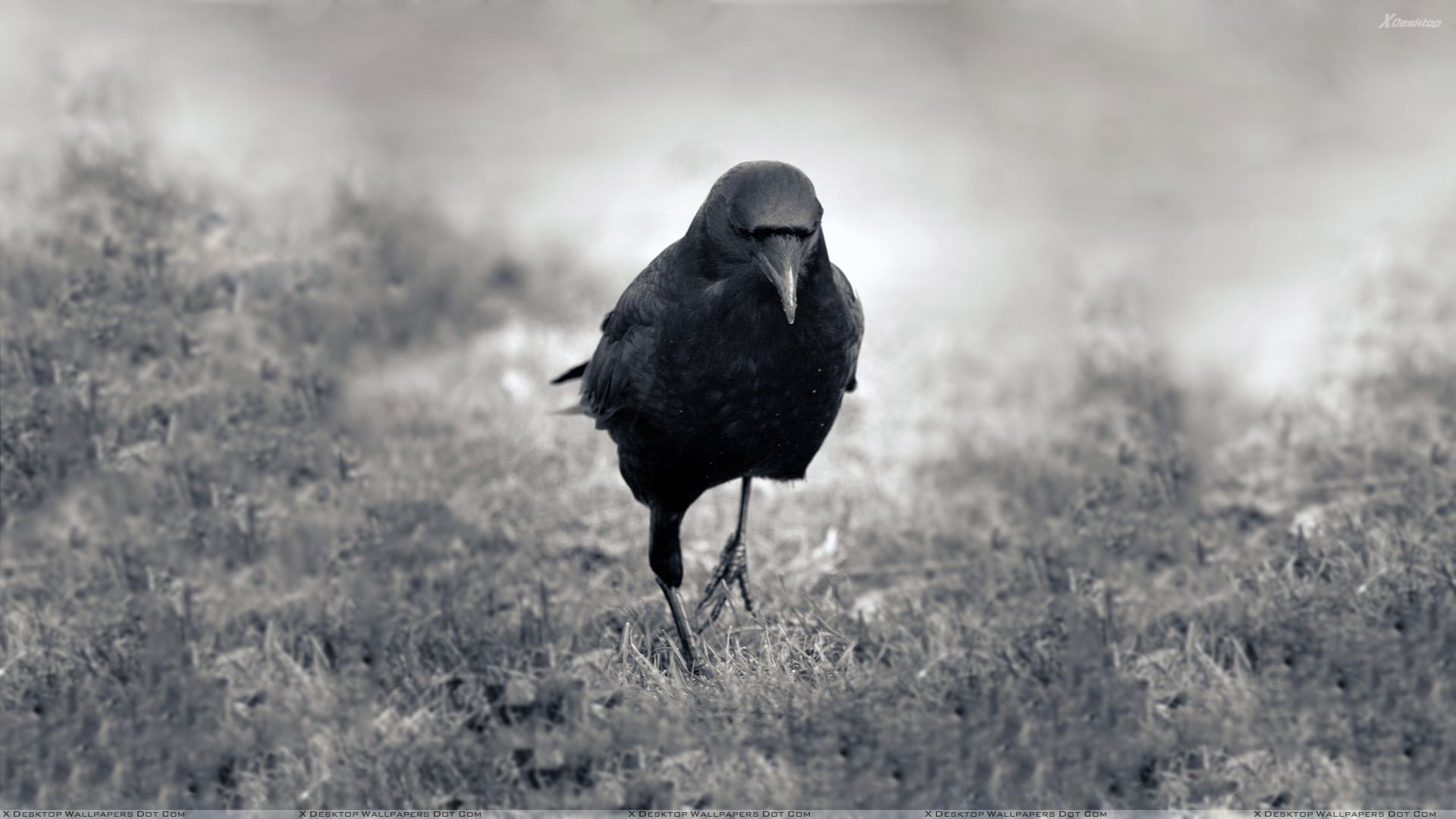 Black And White Pciture Of A Crow Wallpaper