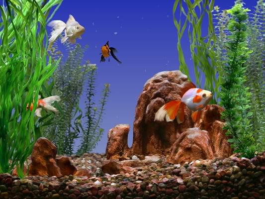 Goldfish Aquarium Wallpaper