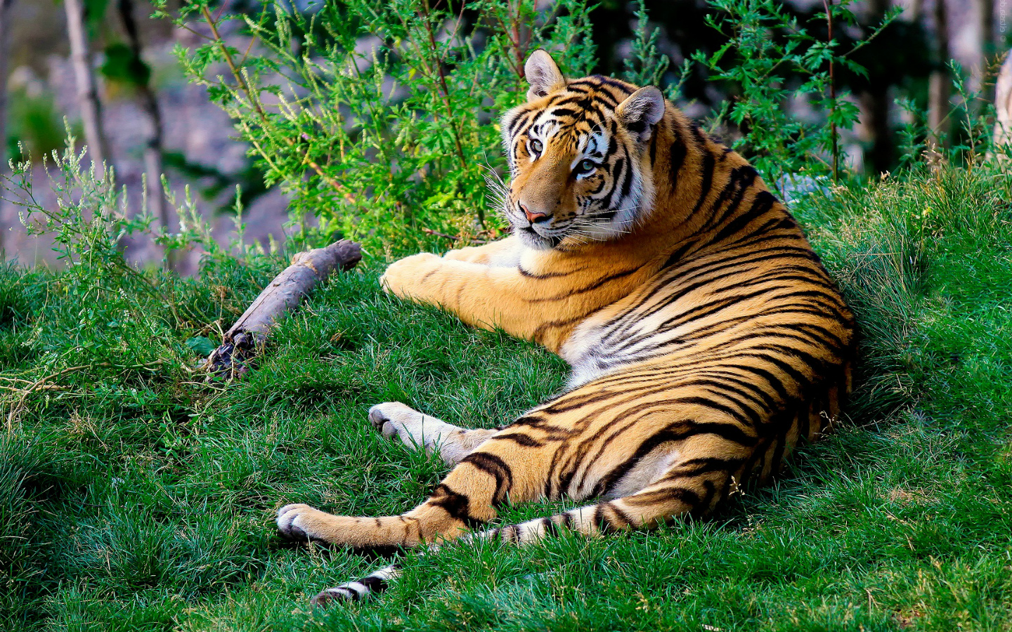 high resolution tiger wallpaper 1440x900