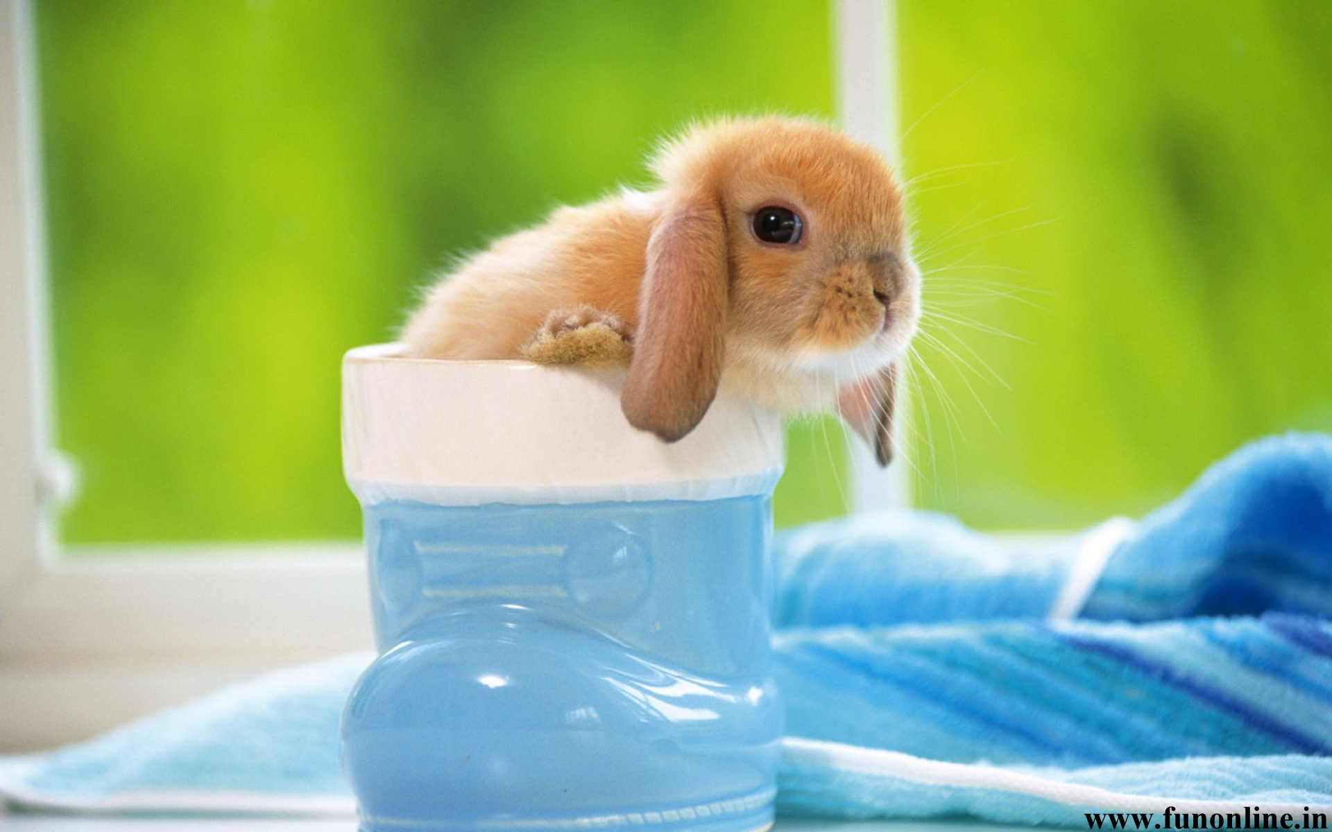 Rabbit Wallpapers Download Free Cute Baby Rabbits HD Wallpaper