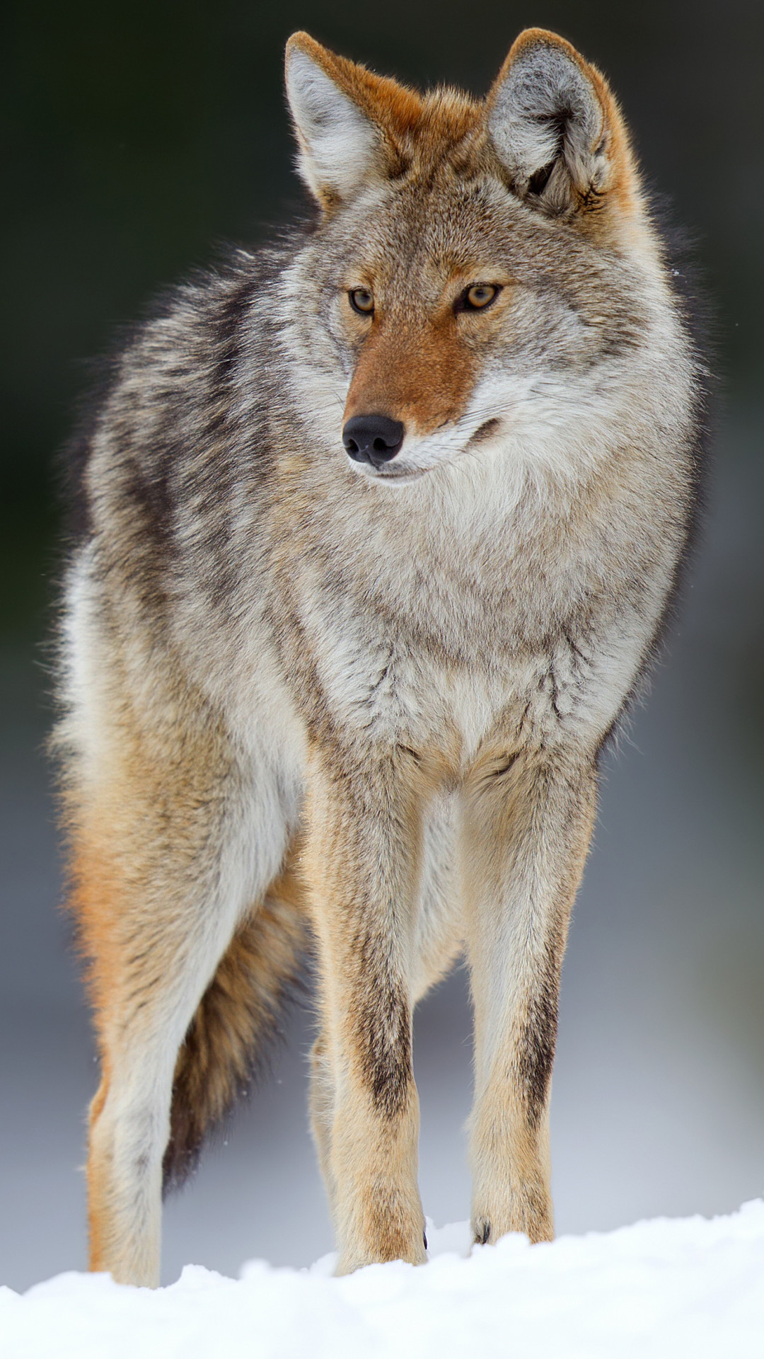 Most Popular Coyote Wallpaper Full HD