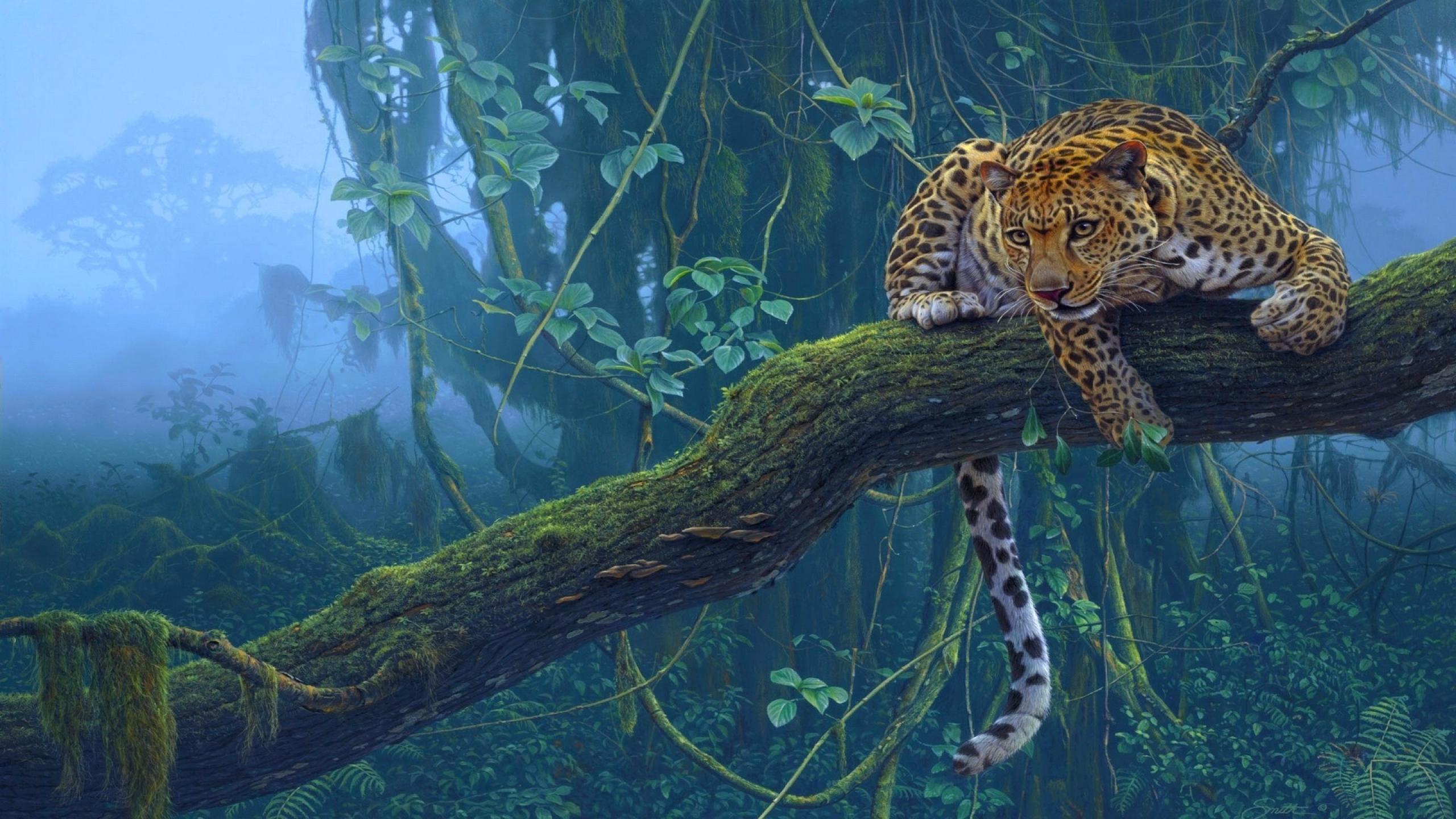 Rainforest HD Wallpaper Background Image