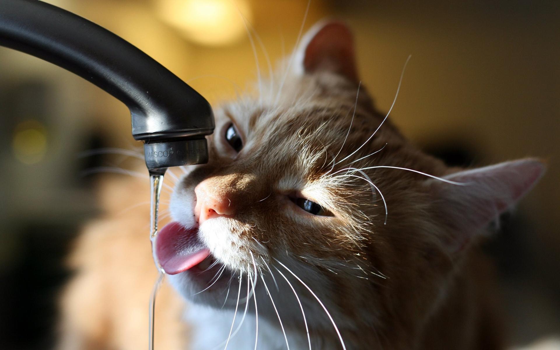 I M So Thirsty HD Desktop Wallpaper Widescreen High Definition