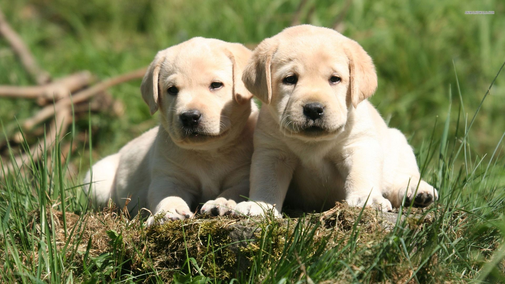 Yellow Lab Wallpaper Picture