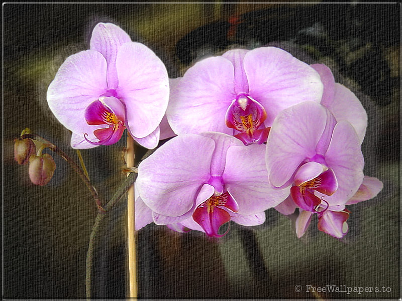 Pink Orchid Wallpaper New Background