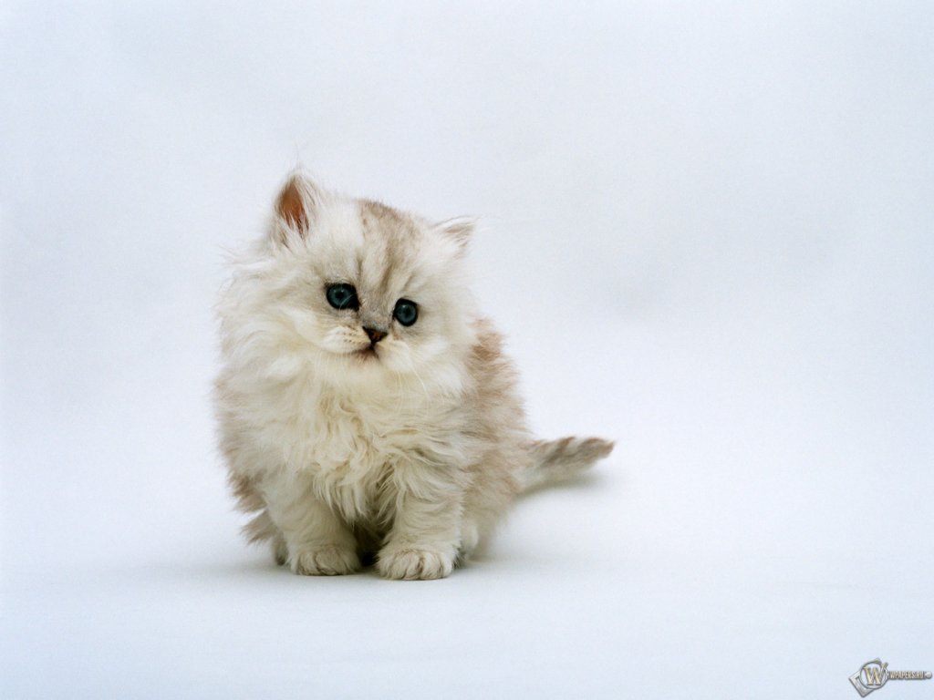 Fluffy Kitten Beautiful Screensavers
