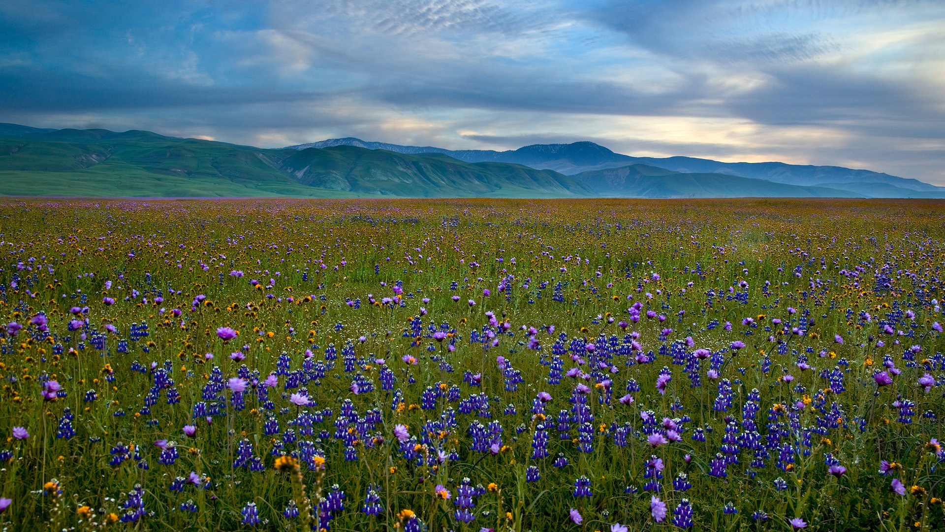 Fields Meadows California Blue Flowers Wildflowers Wallpaper
