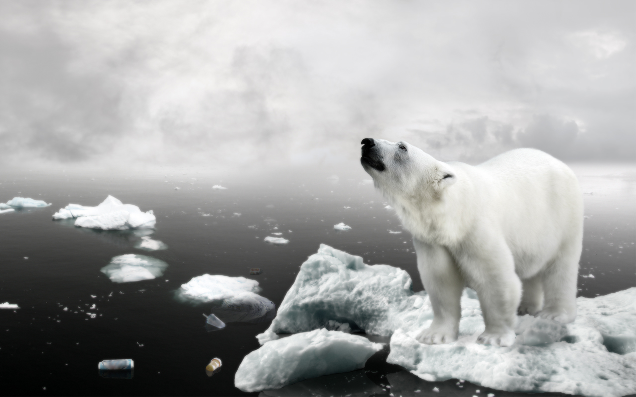 Polar Bear HD Wallpaper Background