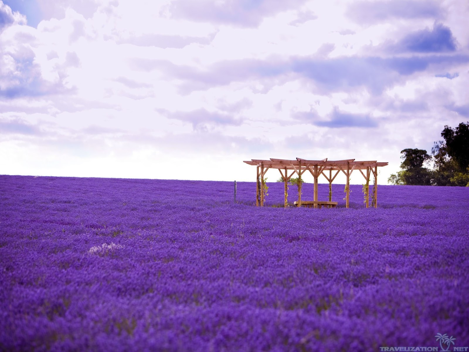 Lavender Fields France Hand Picked Collections