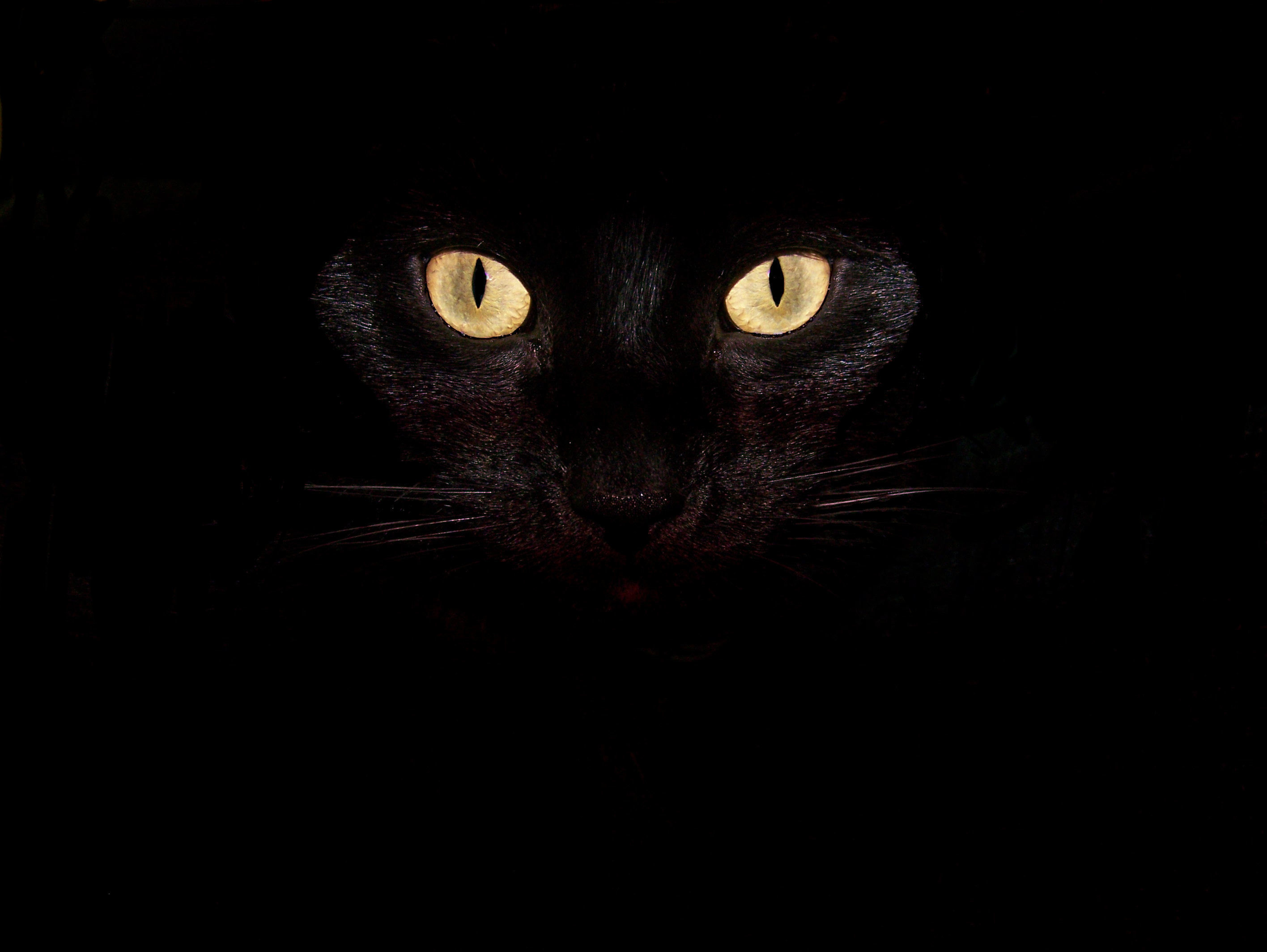 Cat Ready For Halloween Wallpaper Gallery