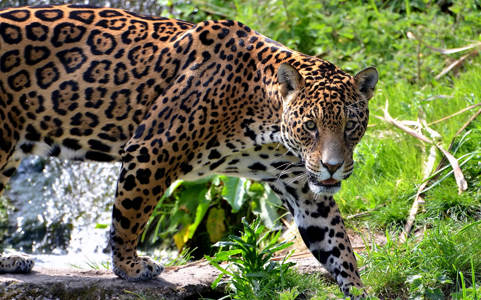 Big Cats Jaguars HD Wallpaper Res