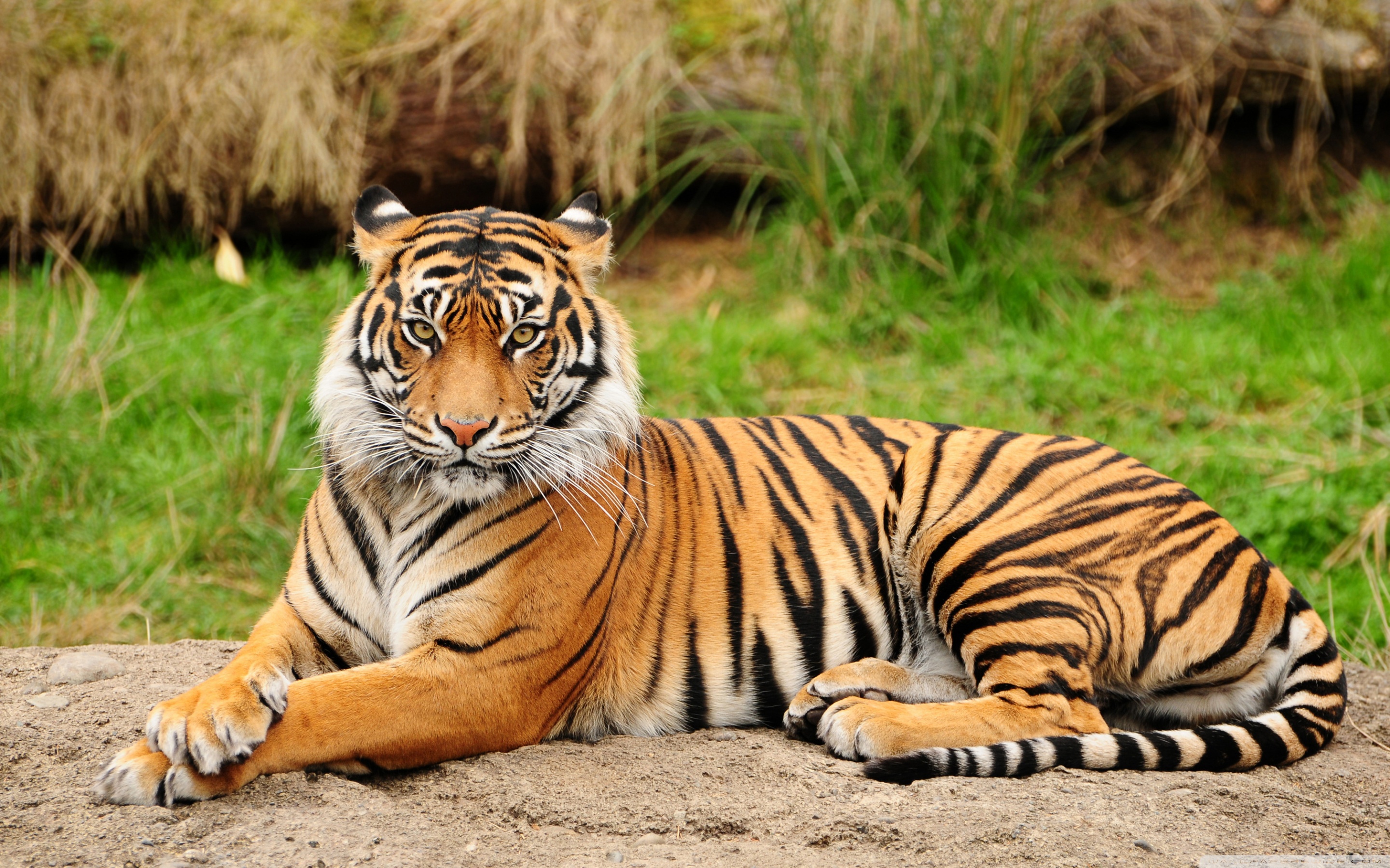 Tiger Sitting Majestic Ultra HD Desktop Background Wallpaper For