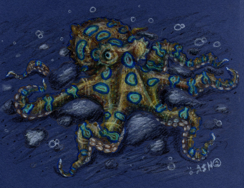Blue Ringed Octopus Wallpaper By