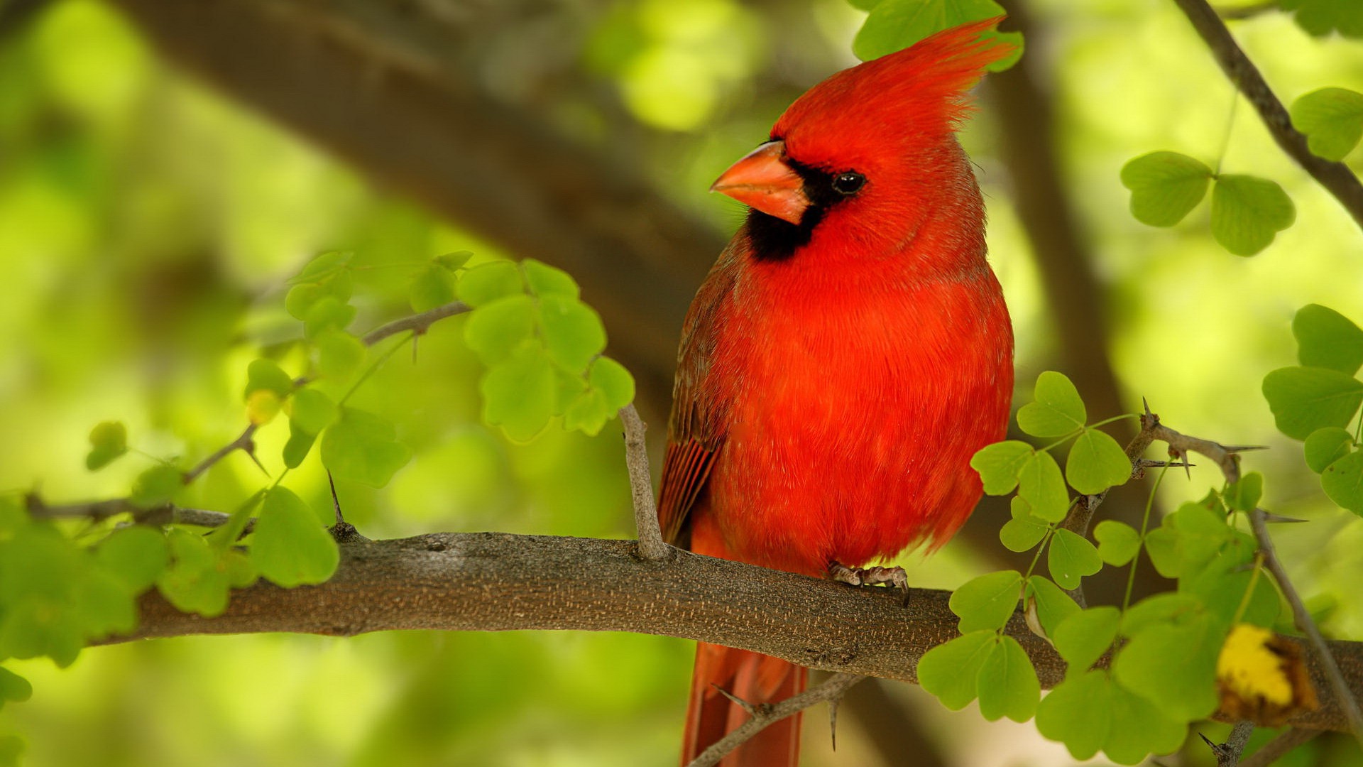 Red Bird HD 1080p Wallpaper Source