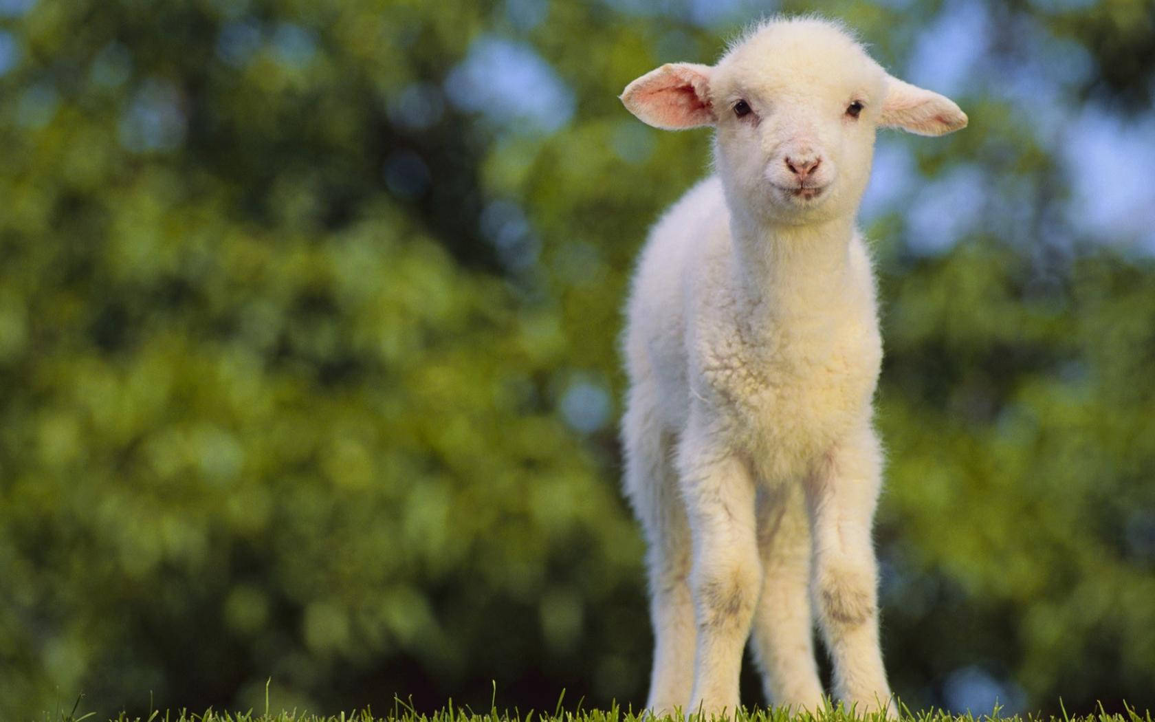 Lamb With Trees Wallpaper