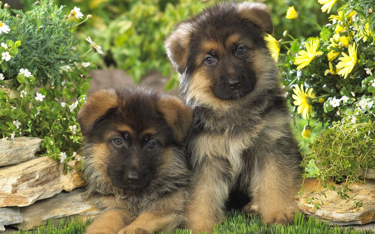 German Shepherd Puppies Wallpaper