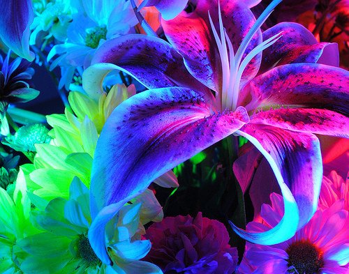 Beautiful Flower Neon Photography Image On Favim