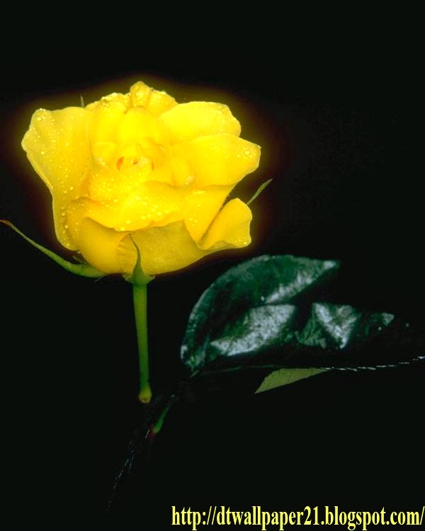 Wallpaper Background Screensavers Yellow Roses Pictures Rose