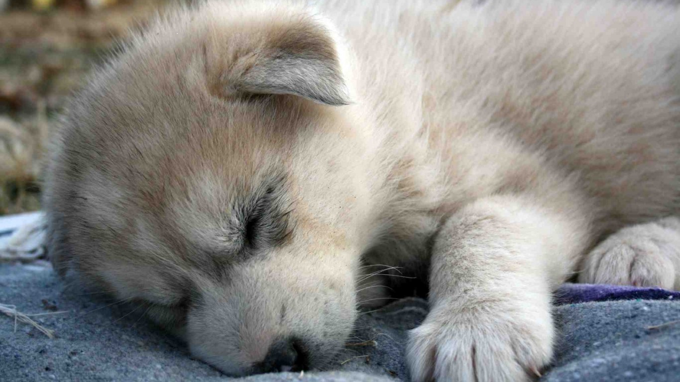 Animals Puppies Sleeping Baby Wolves Wolf Cub