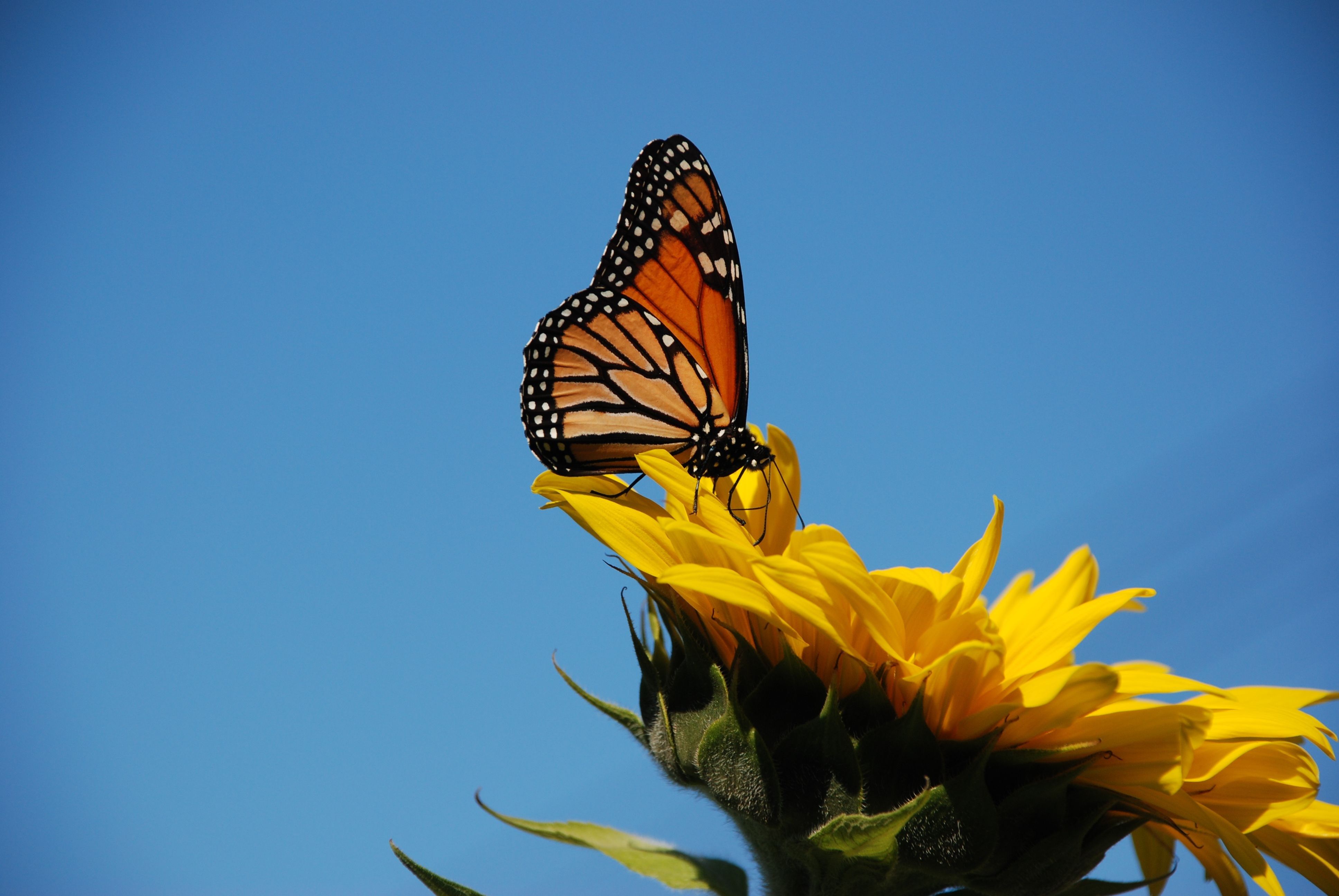 Sunflowers And Butterflies Wallpaper On