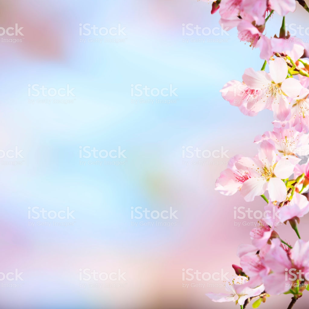 Realistic Sakura Cherry Branch With Blooming Flowers Nice