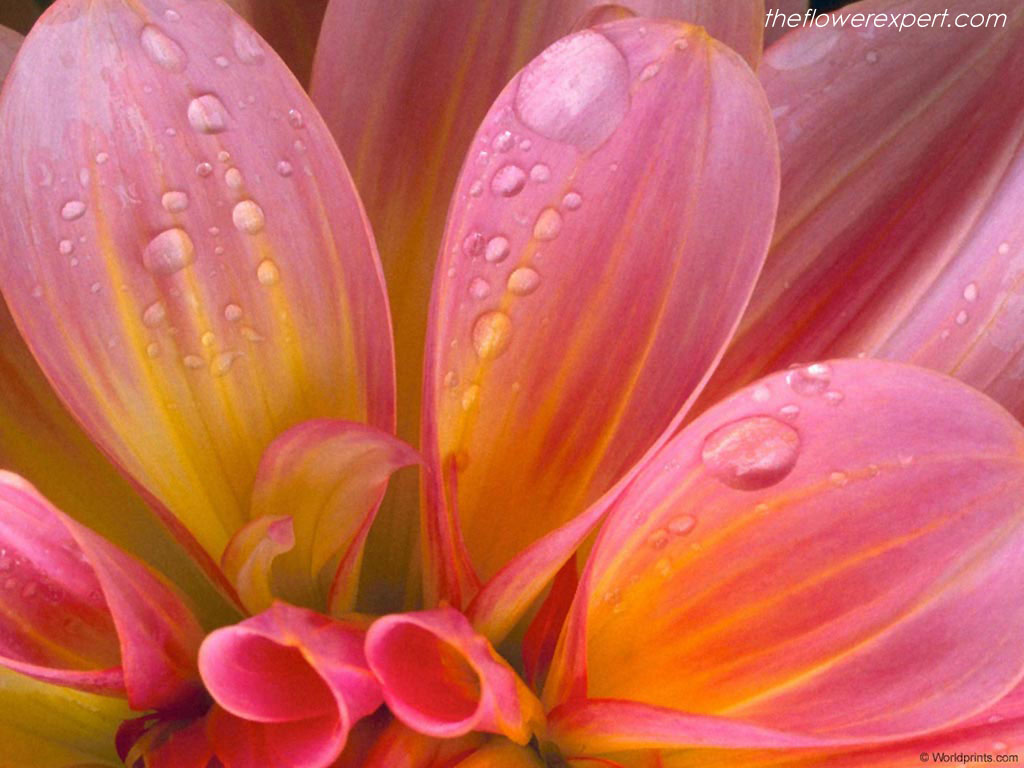 Stunning Beauty Flower Wallpaper
