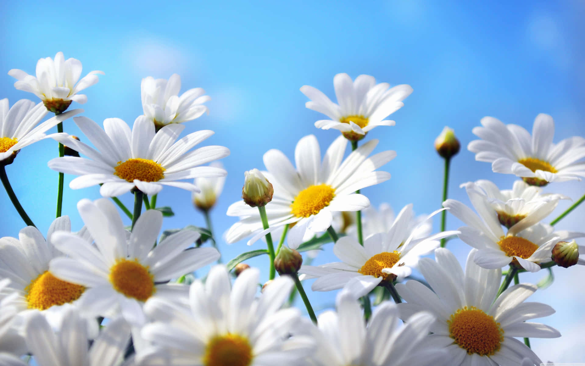 Daisy Aesthetic Computer Wallpaper