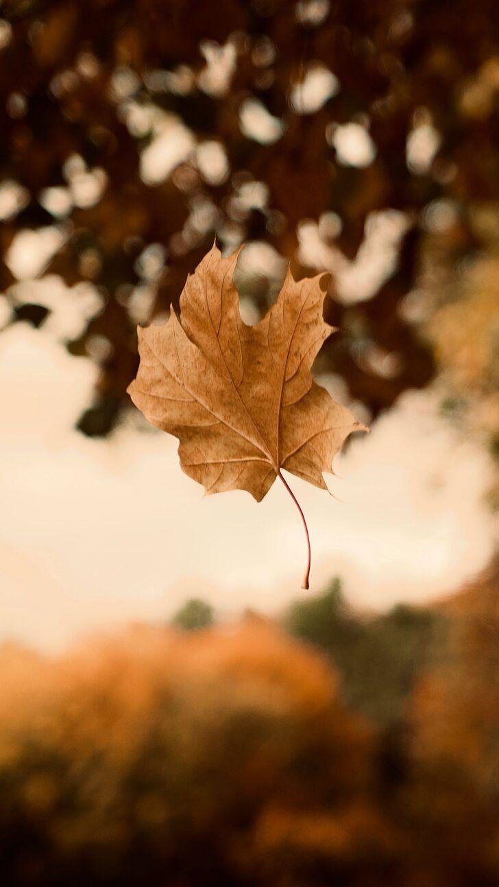 HD Autumn Fall Season Theme iPhone X Wallpaper Background