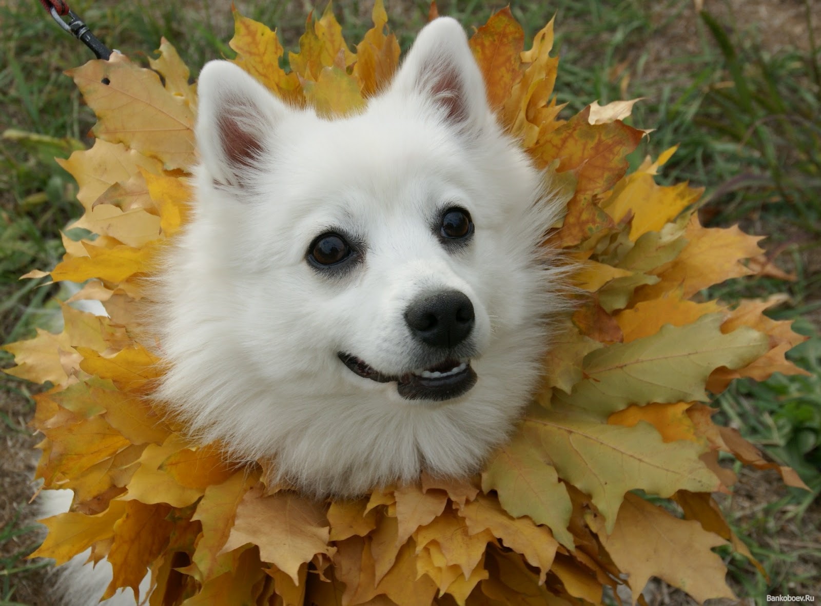 Japanese Spitz In Leaves Photo And Wallpaper Beautiful