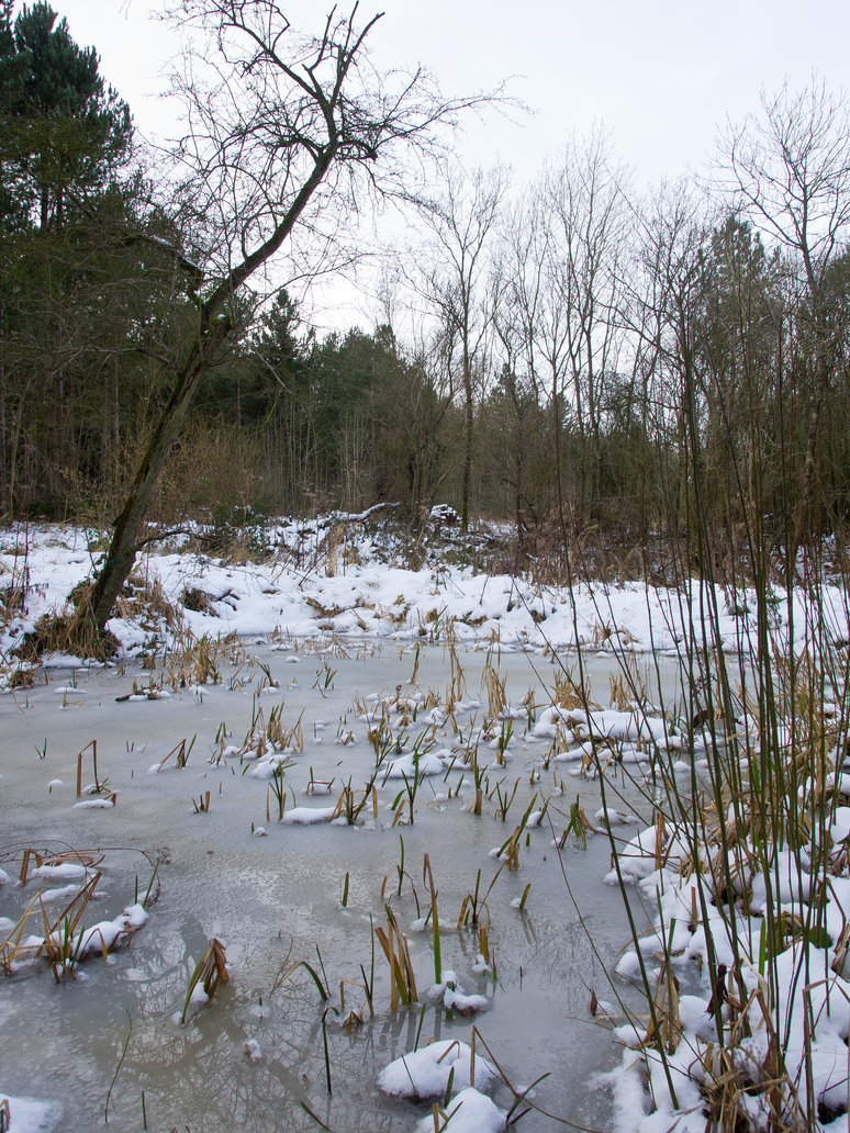Frozen Pond By Davepphotographer