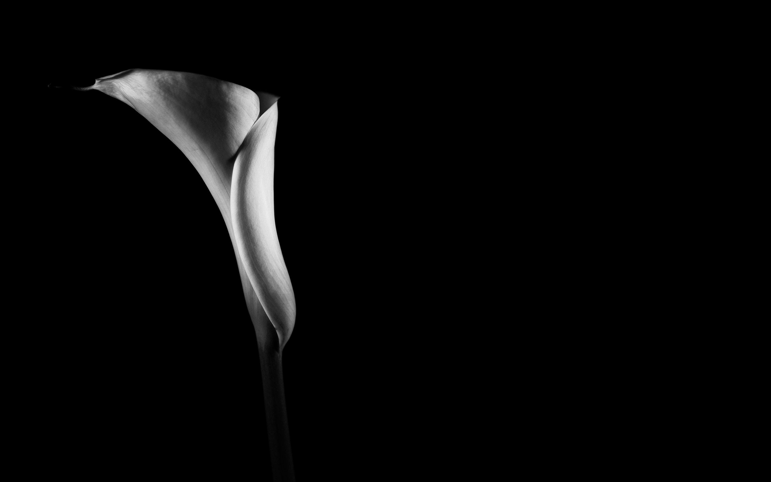 Nature Black And White Lily Desktop Wallpaper Nr