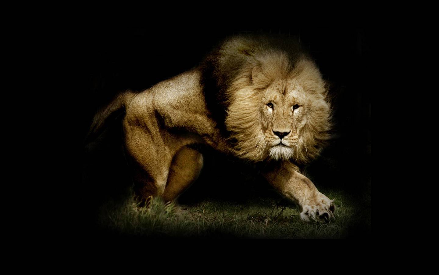 Under The Lion Wallpaper Category Of HD Lions Mobile
