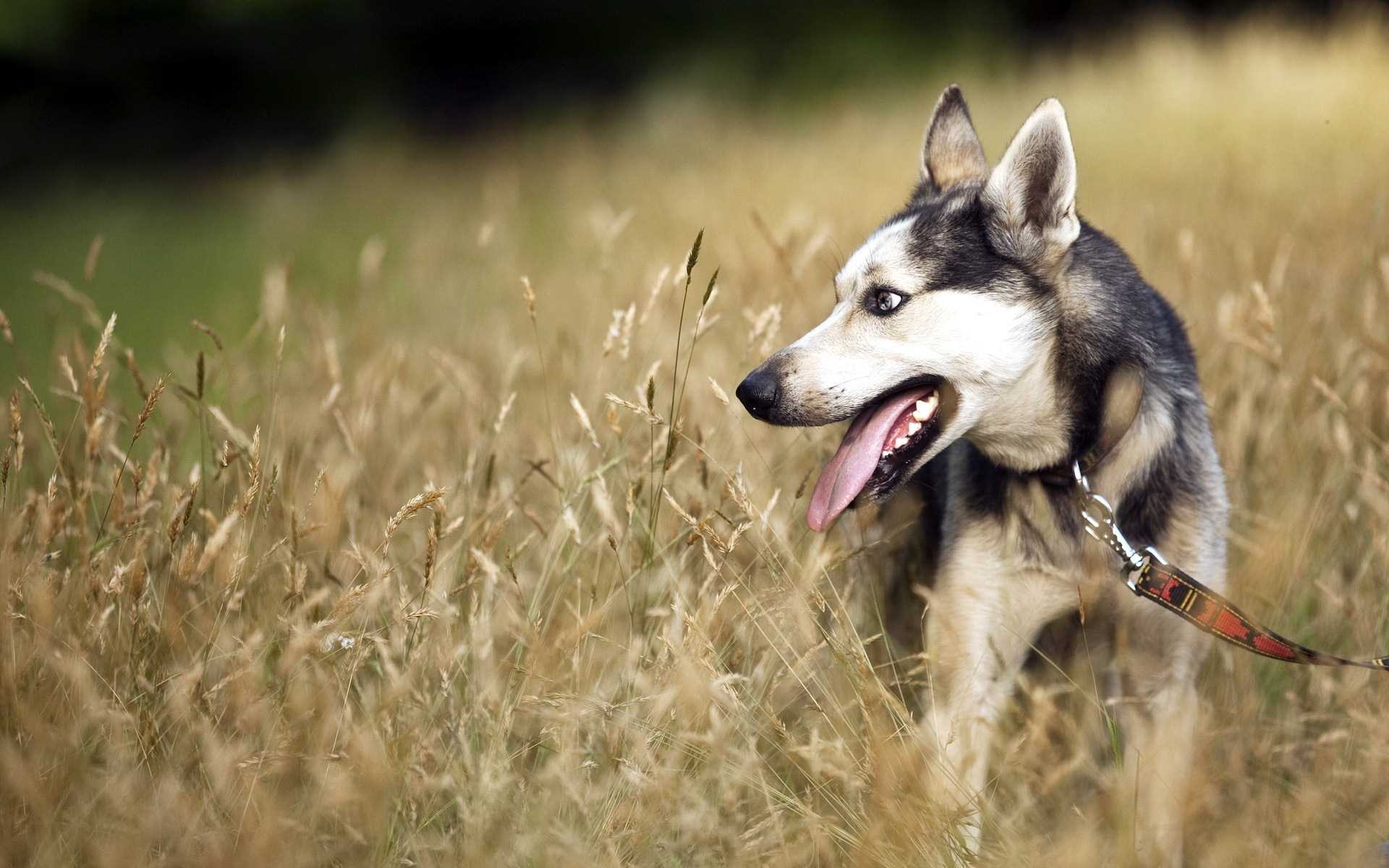 Top 10 German Shepherd Dog Wallpapers For Desktop amp Mobile