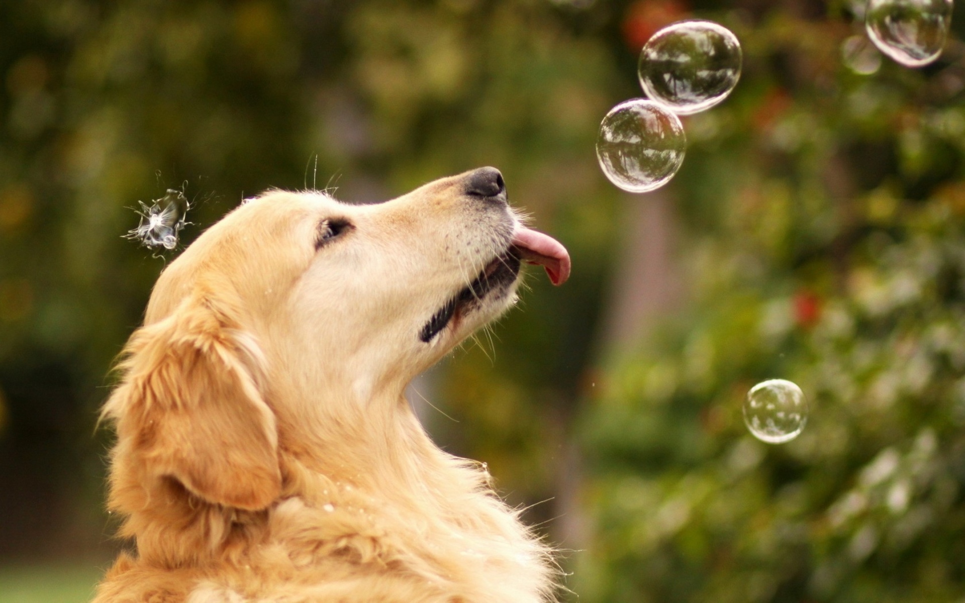 Bubbles Rainbow Humor Funny Animals Dogs Canines Wallpaper