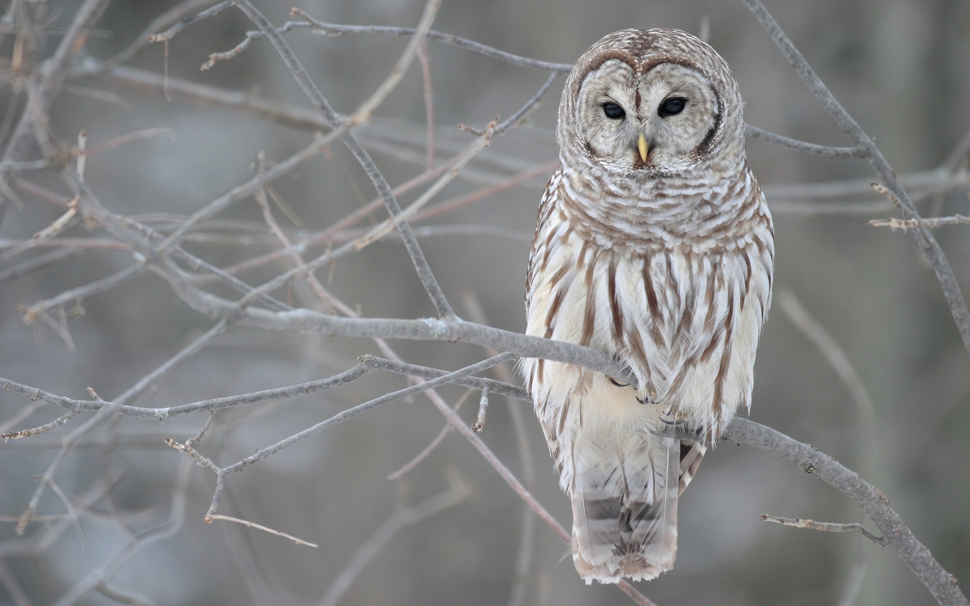 White Owl Tree Wallpapers HD Wallpapers 1920x1200