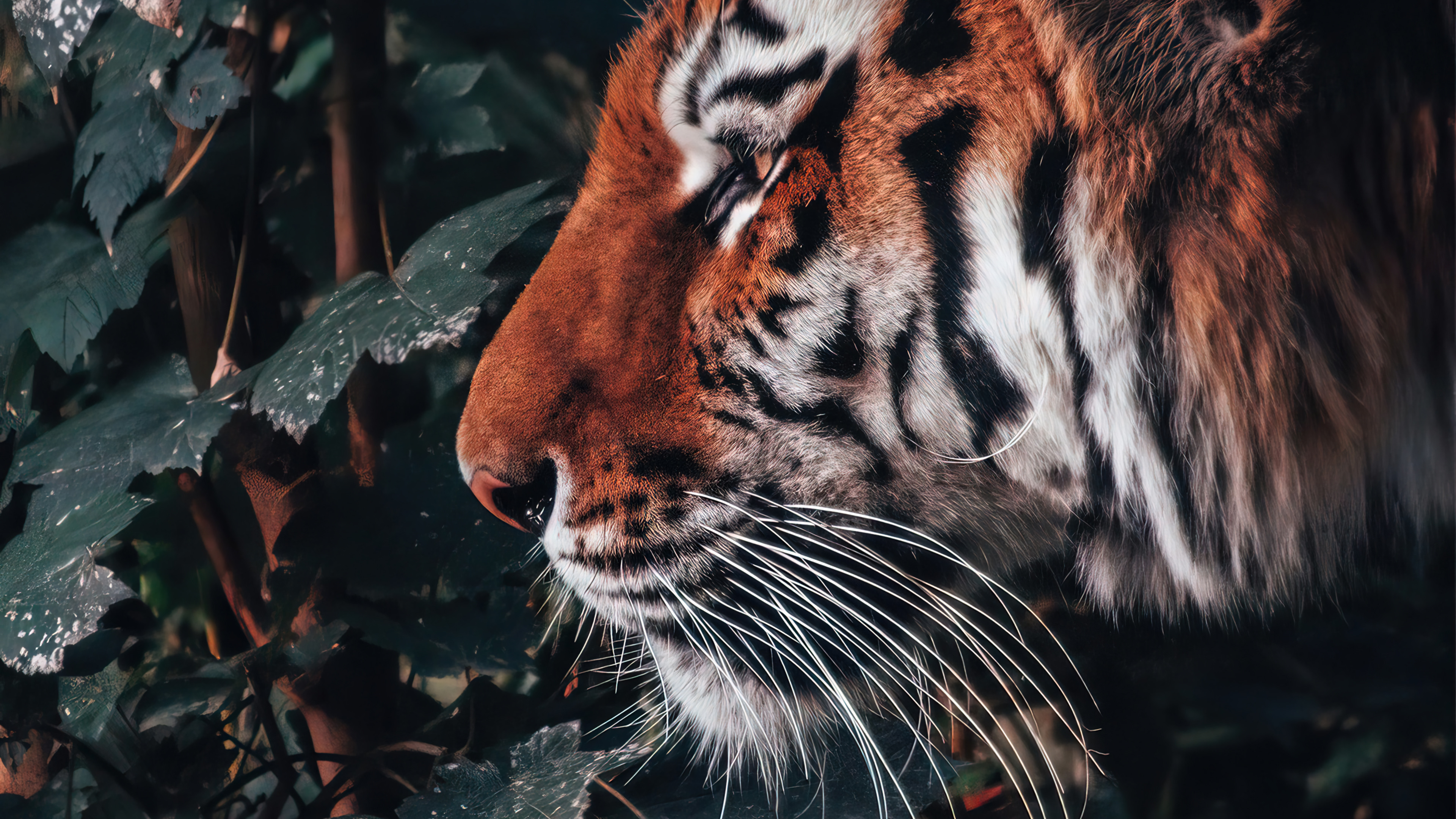 Tiger Animal Wallpaper 4k HD Pc 6090f