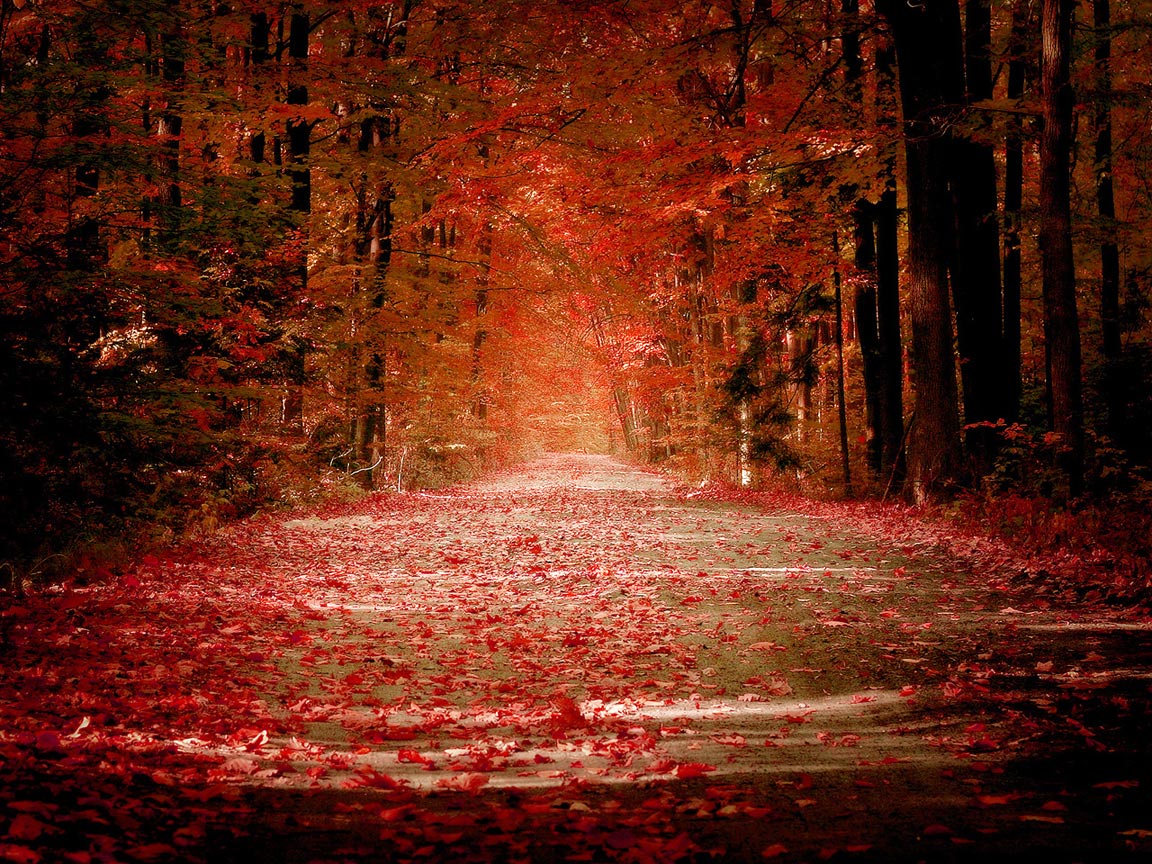 Autumn Road Wallpaper HD