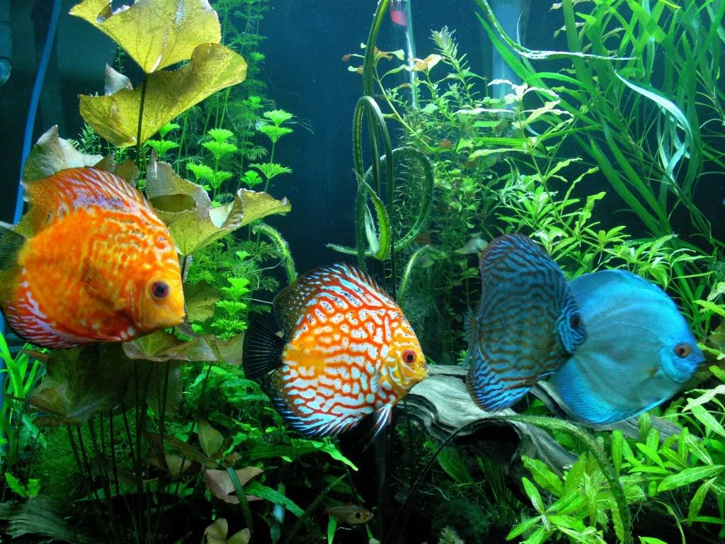 Group Of Discus Fish Wallpaper WallscreenHD