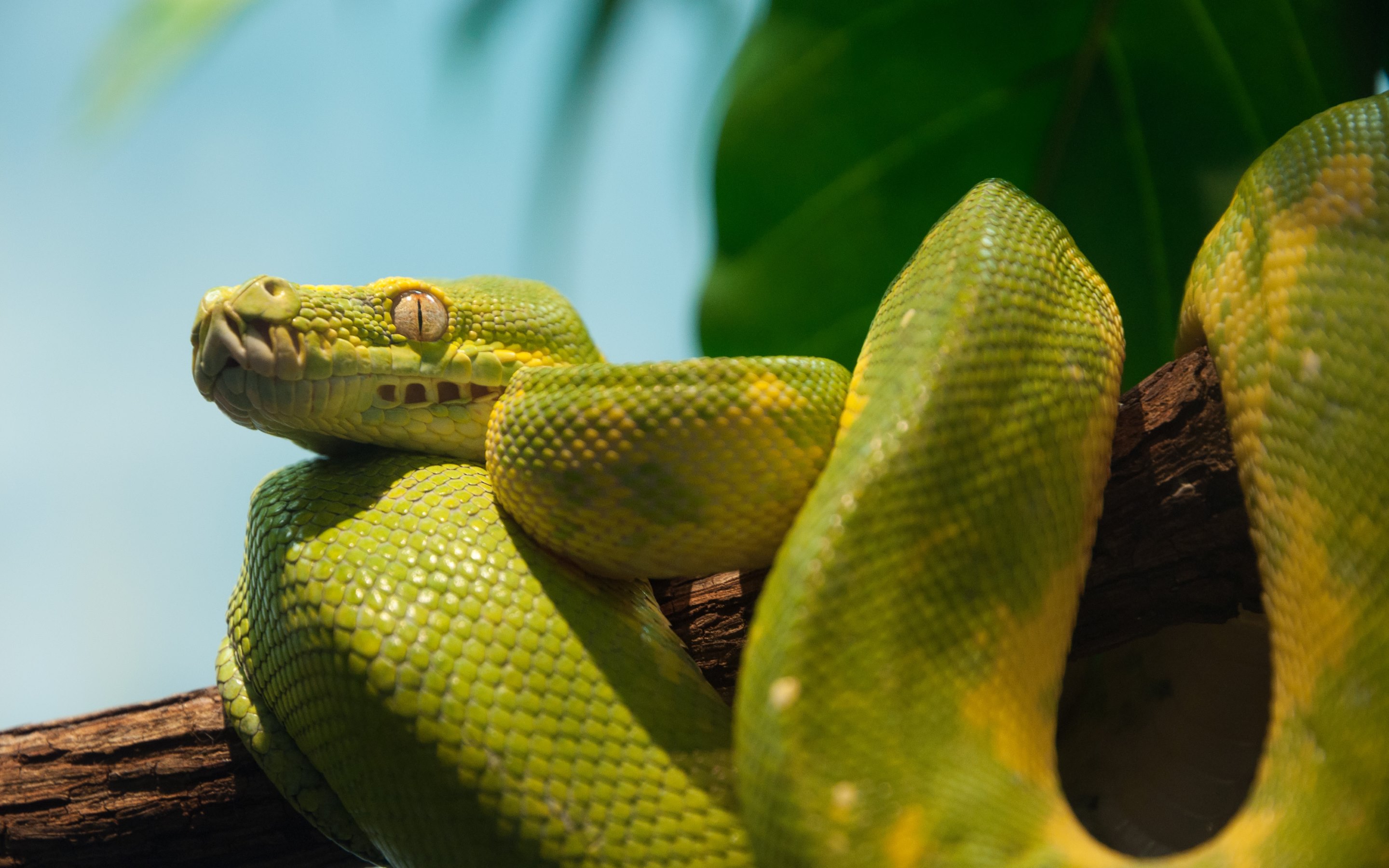 Beautiful Reptile Green Python Wallpapers HD Wallpapers