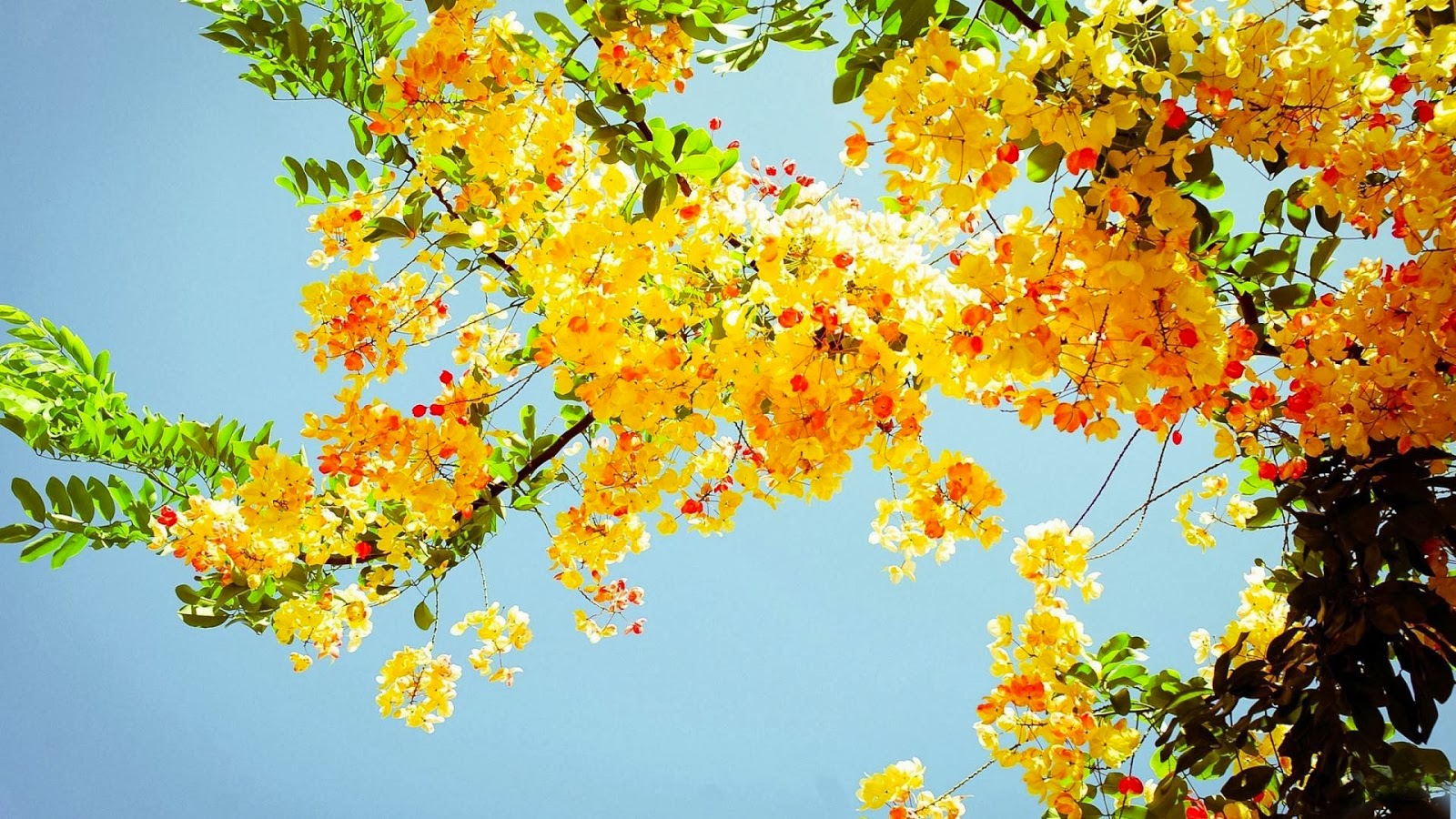 Free download Summer flowers wallpaper beautiful desktop 1600x900