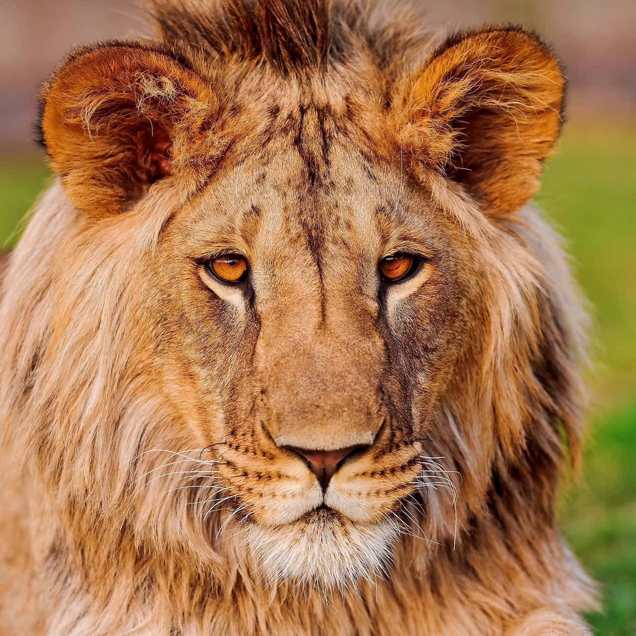 Lion Face Wallpaper