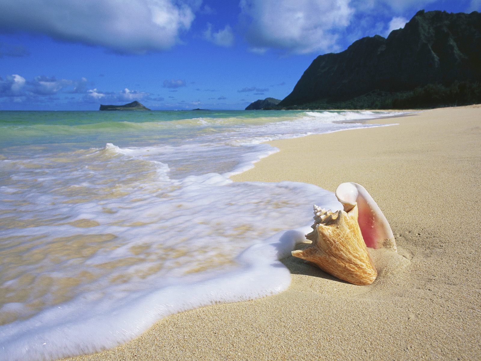 Nature Conch Shell Oahu Hawaii Picture Nr