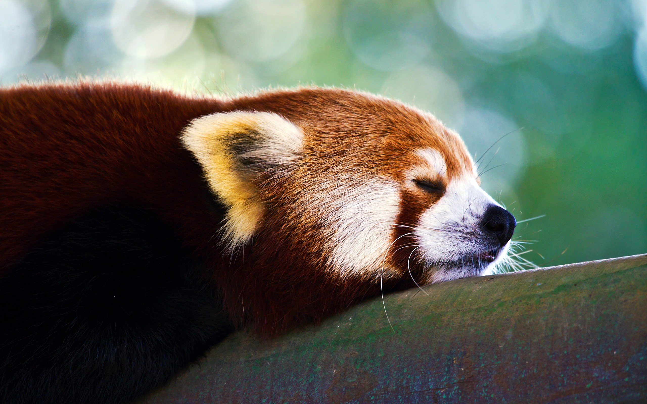 Red Panda Sleeping HD Destkop Backgrounddestkop Background