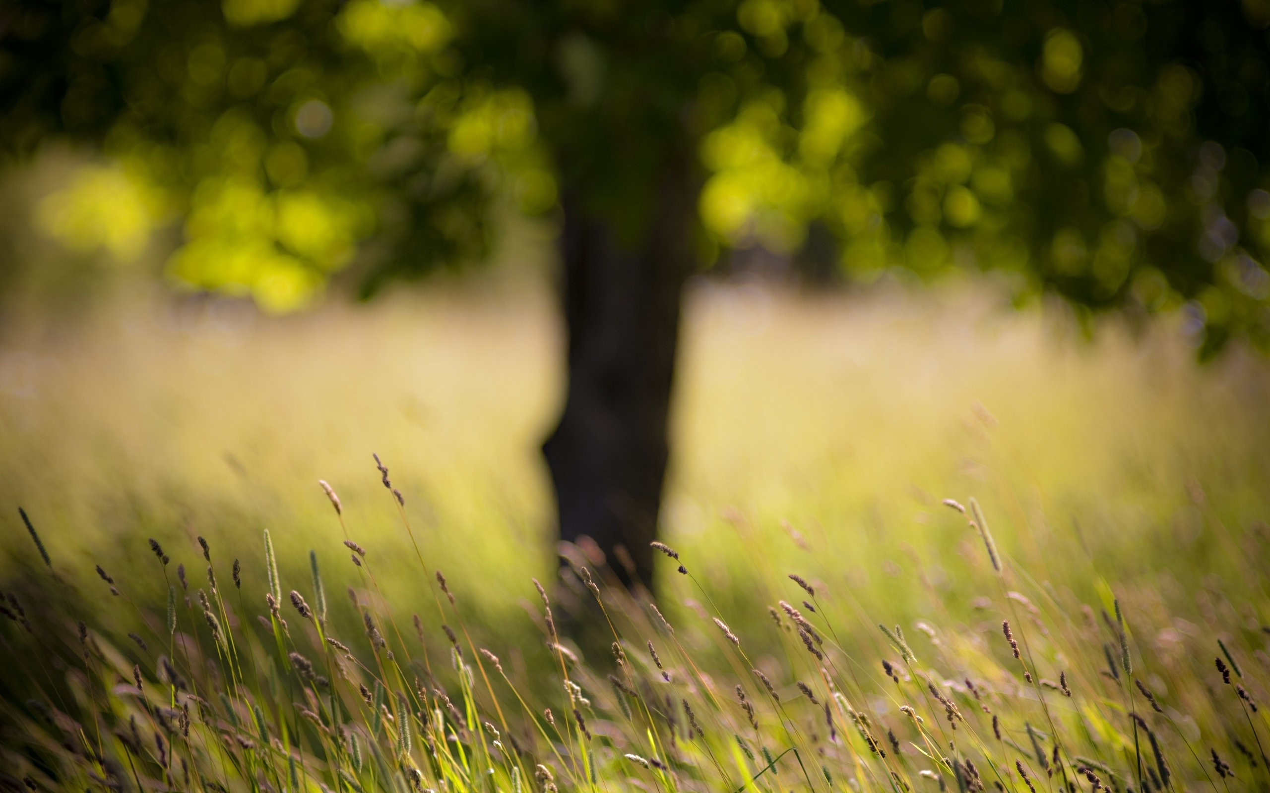 free green leaf blurred hd wallpaper backgrounds