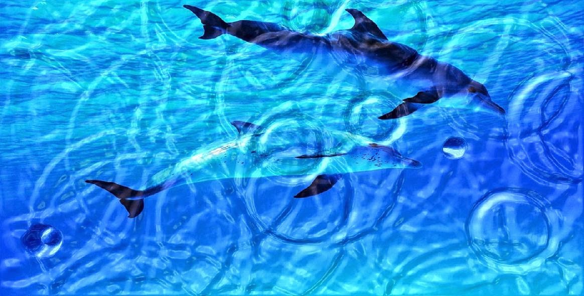 3d Dolphin Fish Widescreen Wallpaper Photo